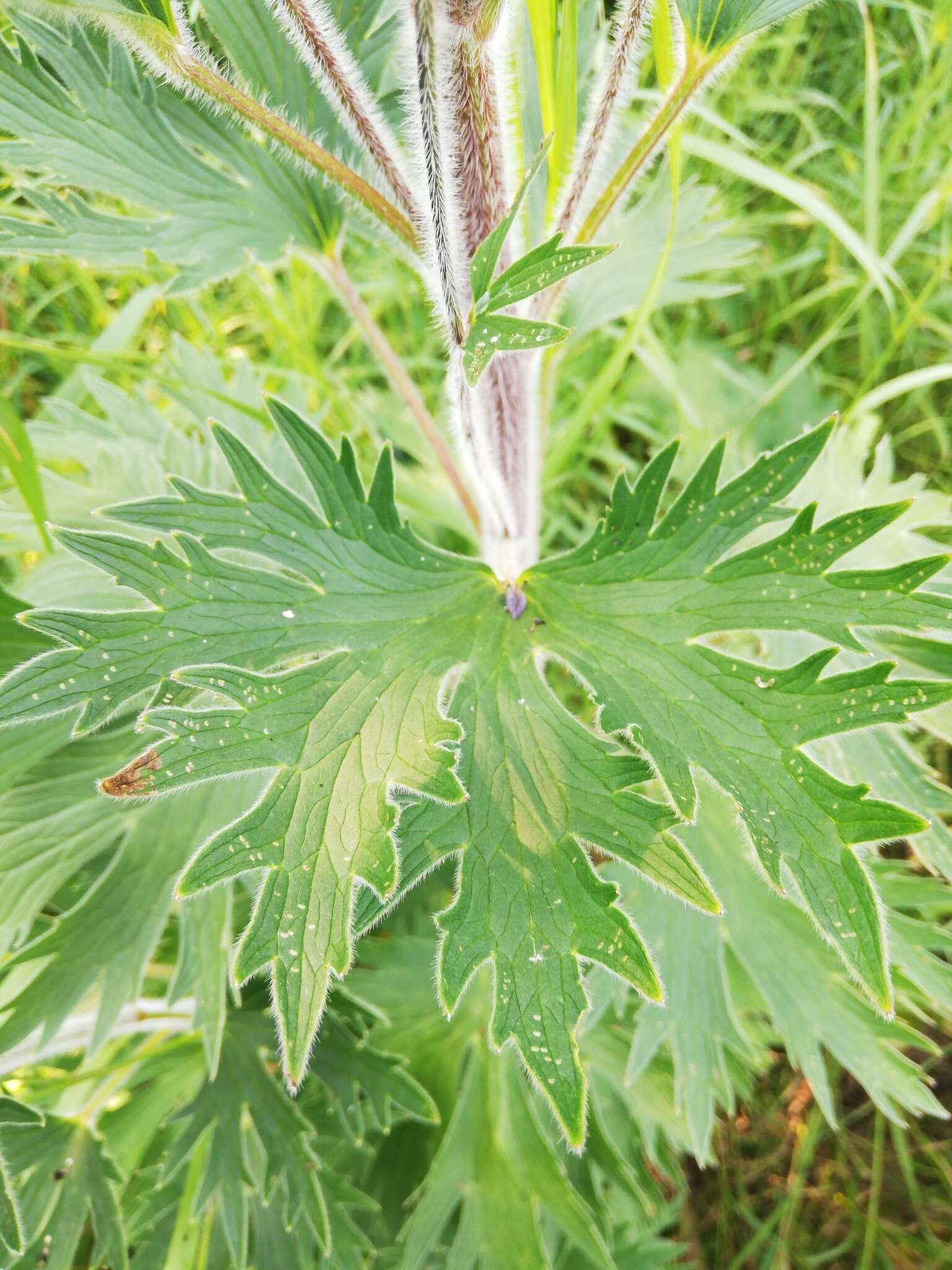 Image of Delphinium retropilosum (Huth) Sambuk