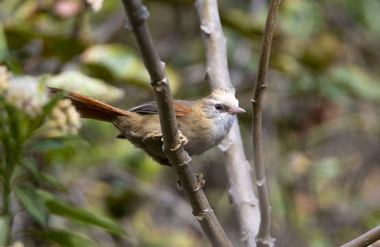 Image of Creamy-crested Spinetail