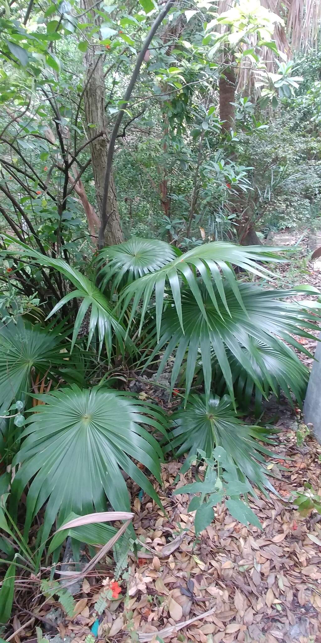 Image of thatch palm