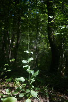 Image of Silene viridiflora L.