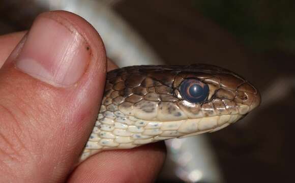 Psammophis brevirostris Peters 1881的圖片