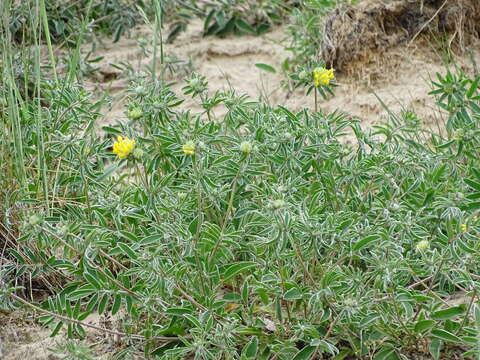 Imagem de Anthyllis vulneraria subsp. maritima (Hagen) Corb.