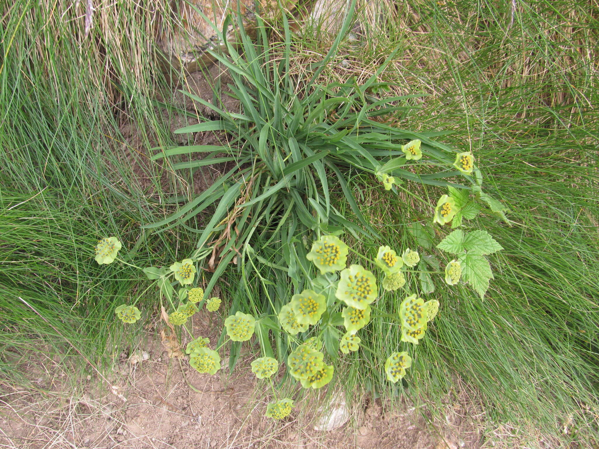 Sivun Bupleurum stellatum L. kuva