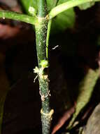 Image of Notopleura saulensis (Steyerm.) C. M. Taylor