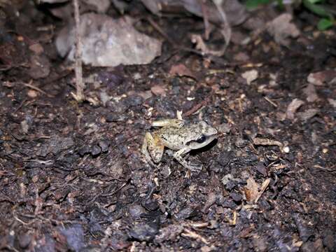 Image of Rio Grande Chirping Frog