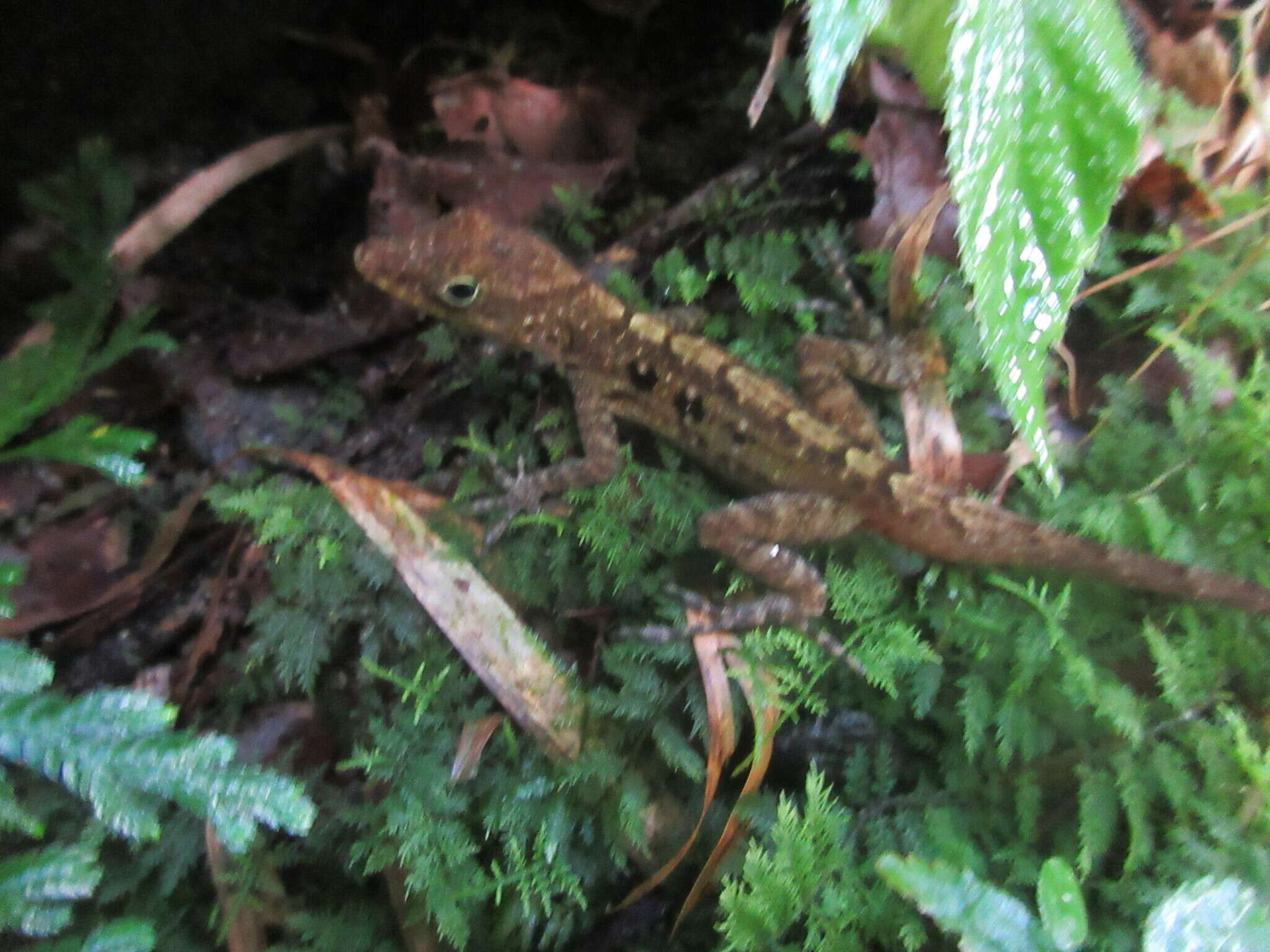 Слика од Anolis oculatus (Cope 1879)