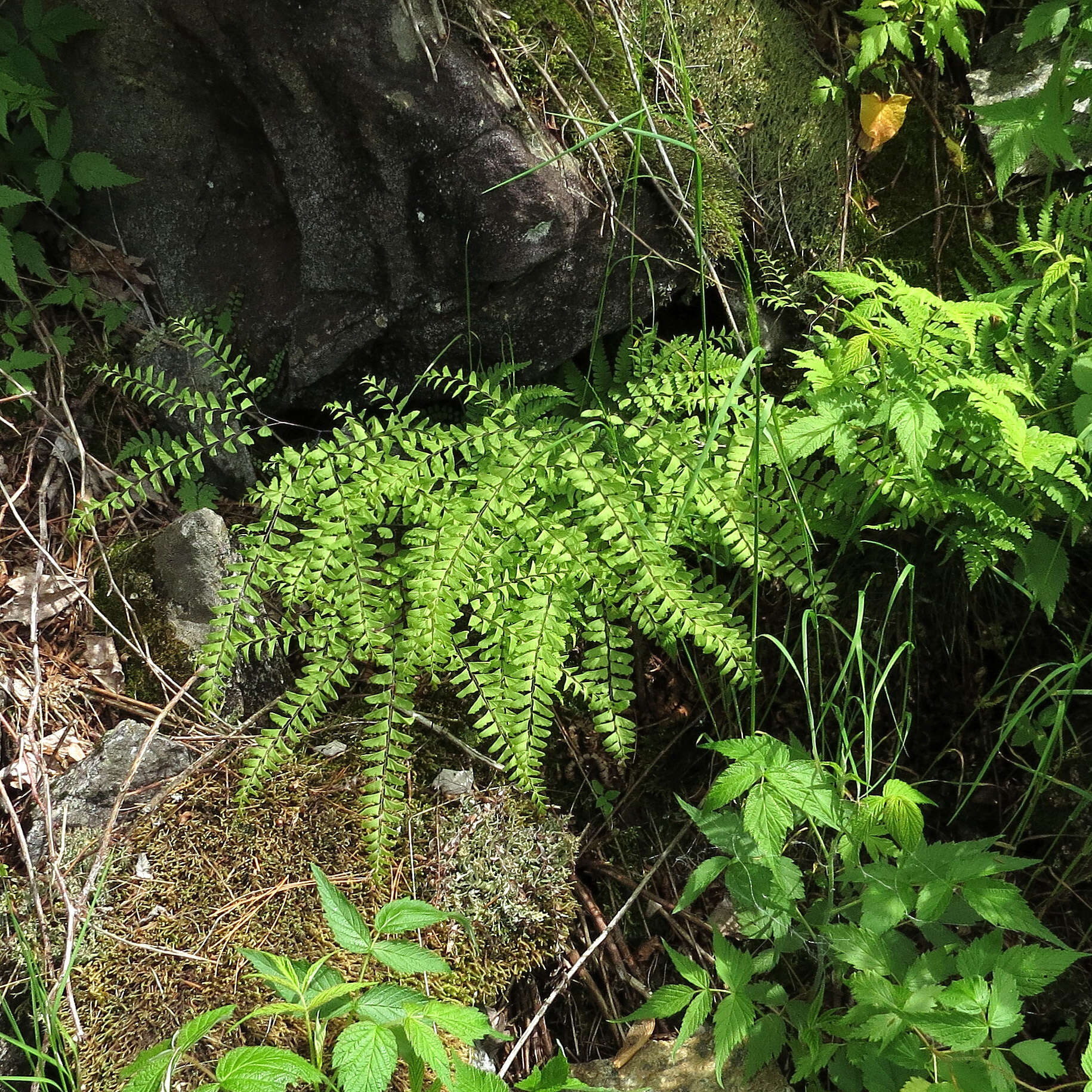 Image of Green Mountain maidenhair