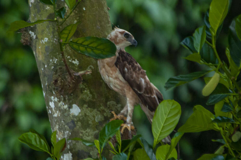 Nisaetus nanus (Wallace 1868) resmi