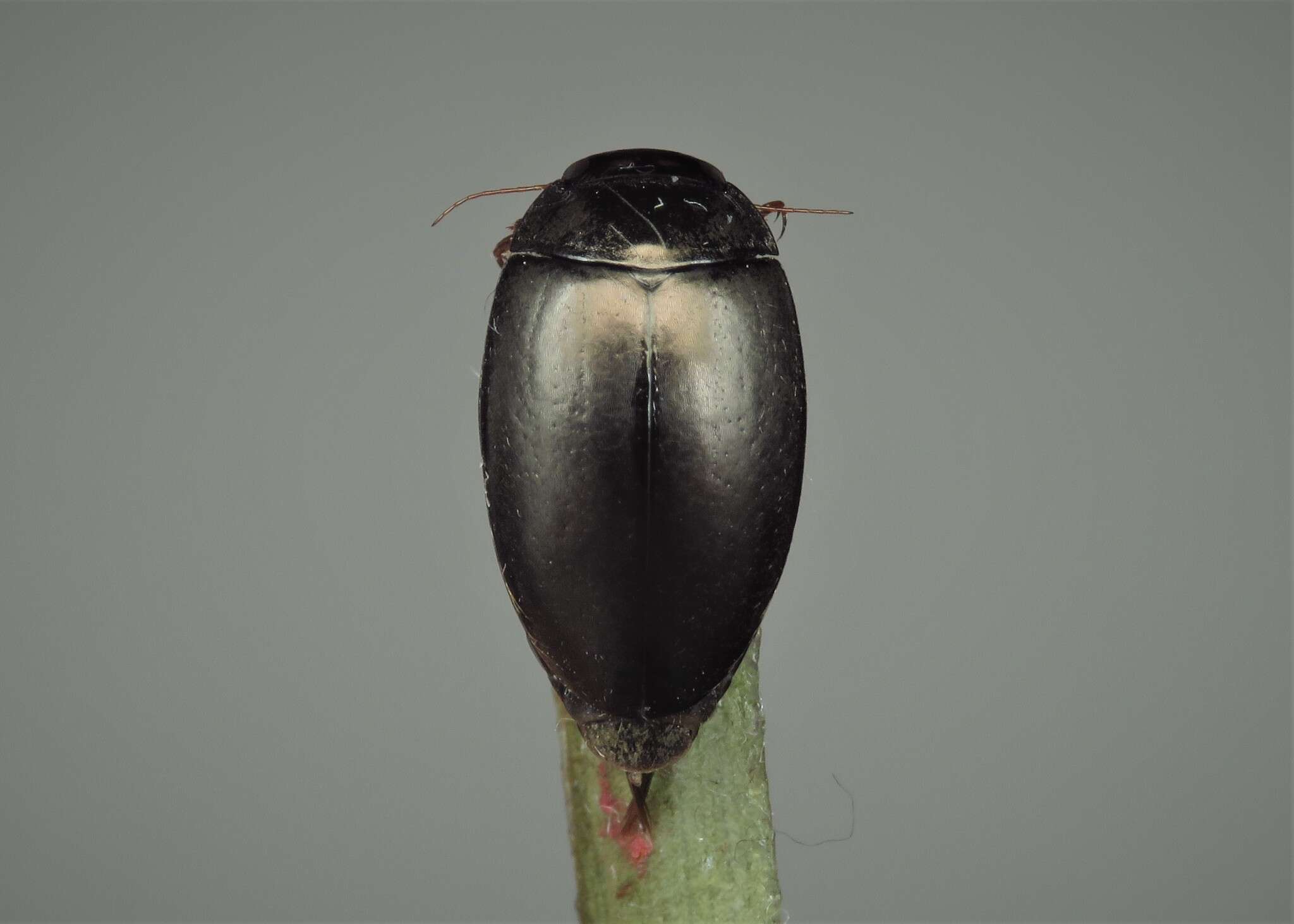 Image of Agabus (Gaurodytes) bipustulatus (Linnaeus 1767)