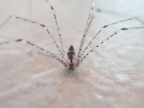 Image of Cellar spider