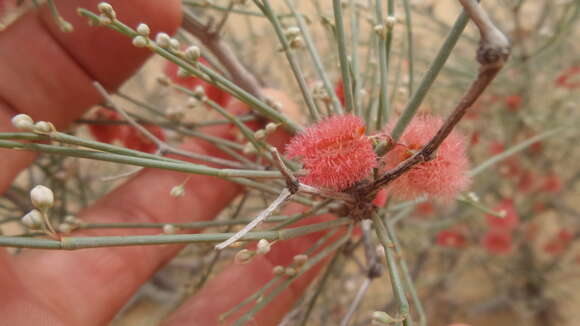 Image of Fire bush