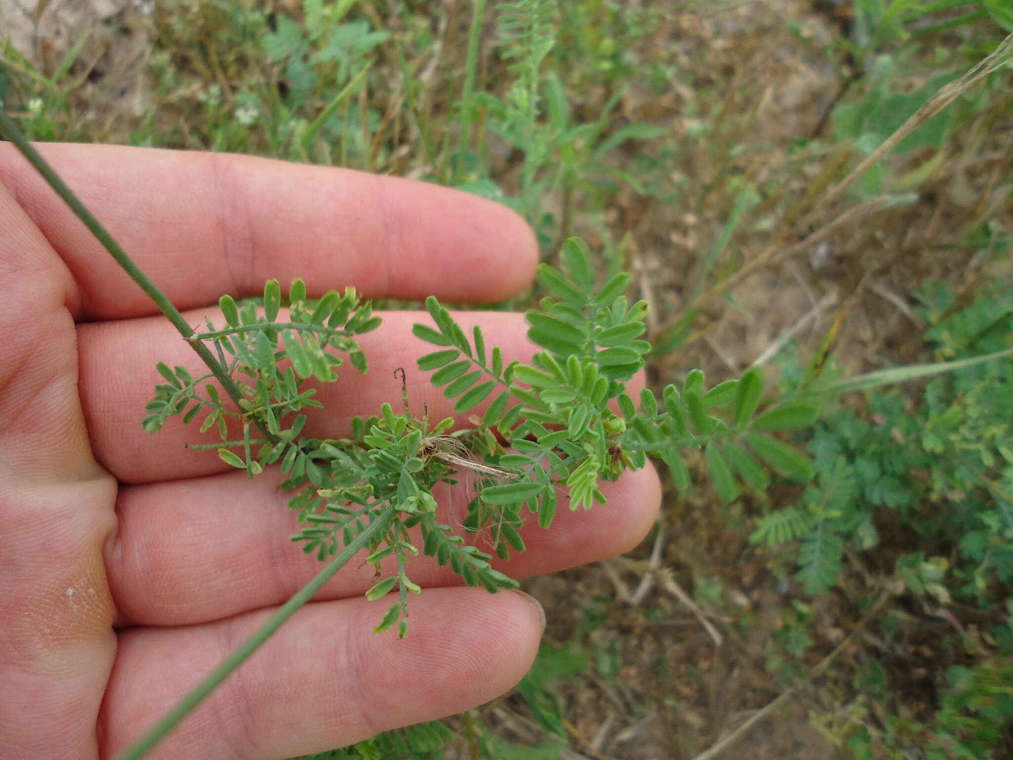 Sivun Dalea emarginata (Torr. & A. Gray) Shinners kuva