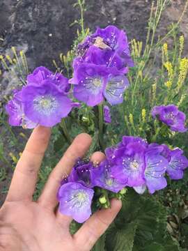 Phacelia grandiflora (Benth.) A. Gray的圖片