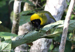 Image of Nelicourvi Weaver