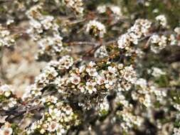 Image of Baeckea diosmifolia Rudge