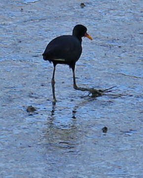 Image of Jacana jacana hypomelaena (Gray & GR 1846)