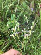 Image of slender aster