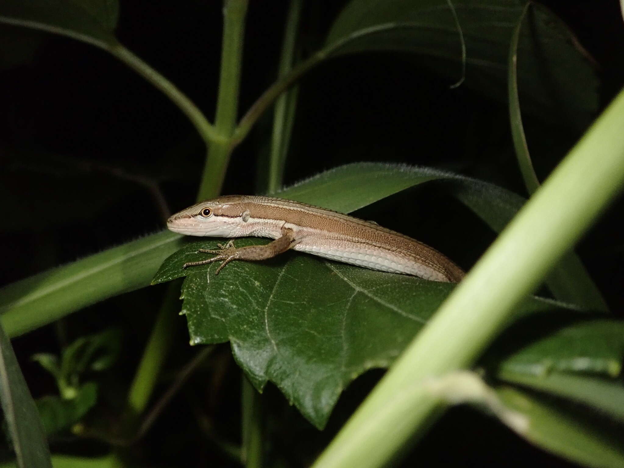 Image of Takydromus stejnegeri Van Denburgh 1912