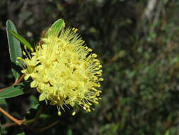 Image of Phebalium squamulosum subsp. coriaceum Paul G. Wilson