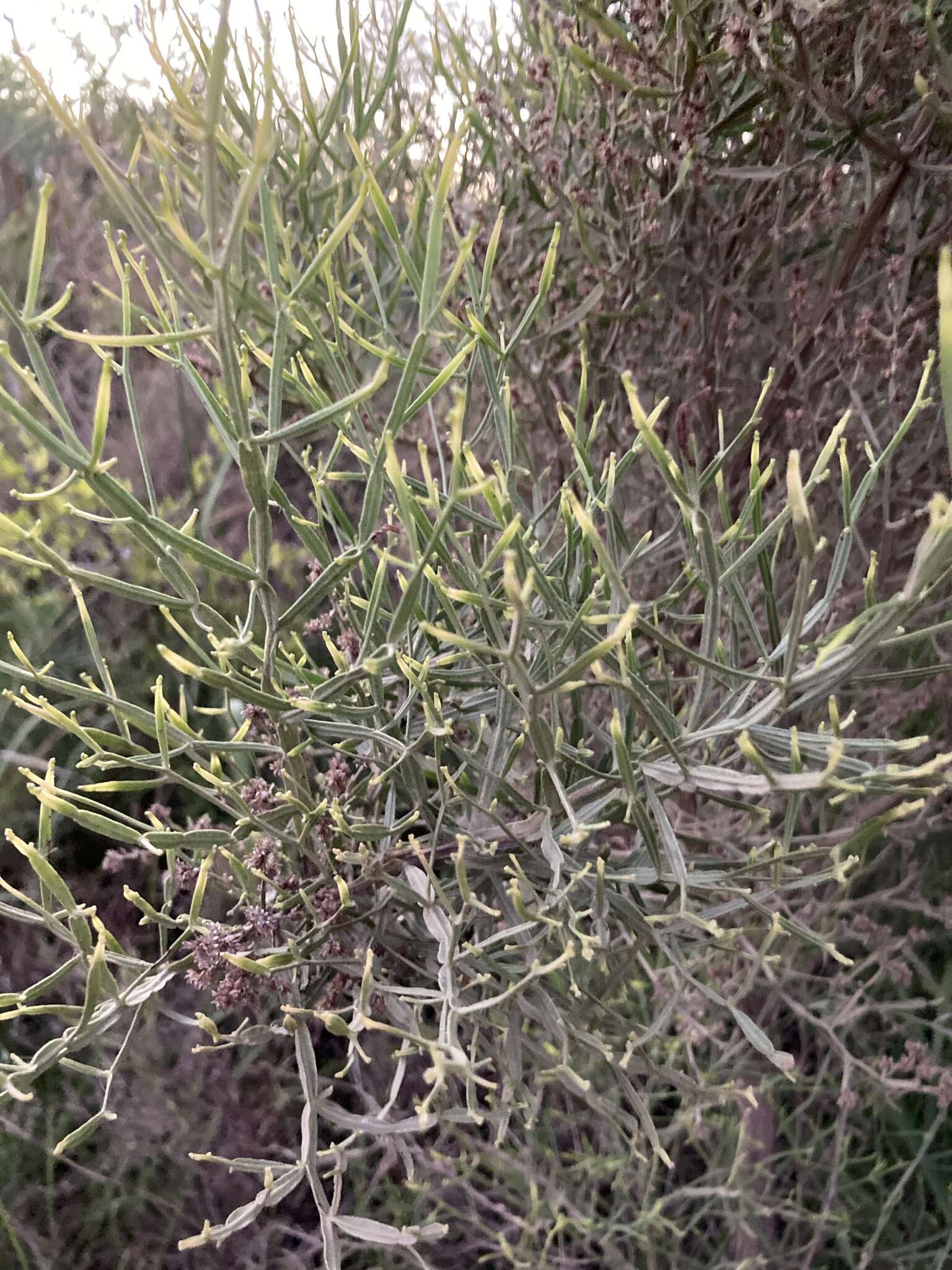 Image of Baccharis articulata (Lam.) Pers.