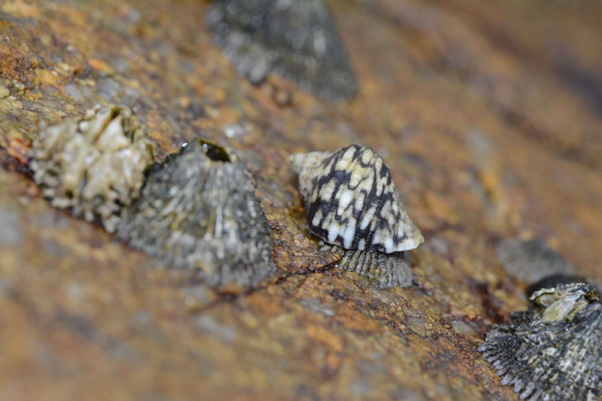 Image of common dogwhelk