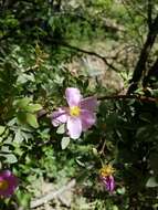 Sivun Rosa woodsii var. arizonica (Rydb.) W. H. Lewis kuva