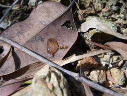 Image de Opisthopsis jocosus Wheeler 1918