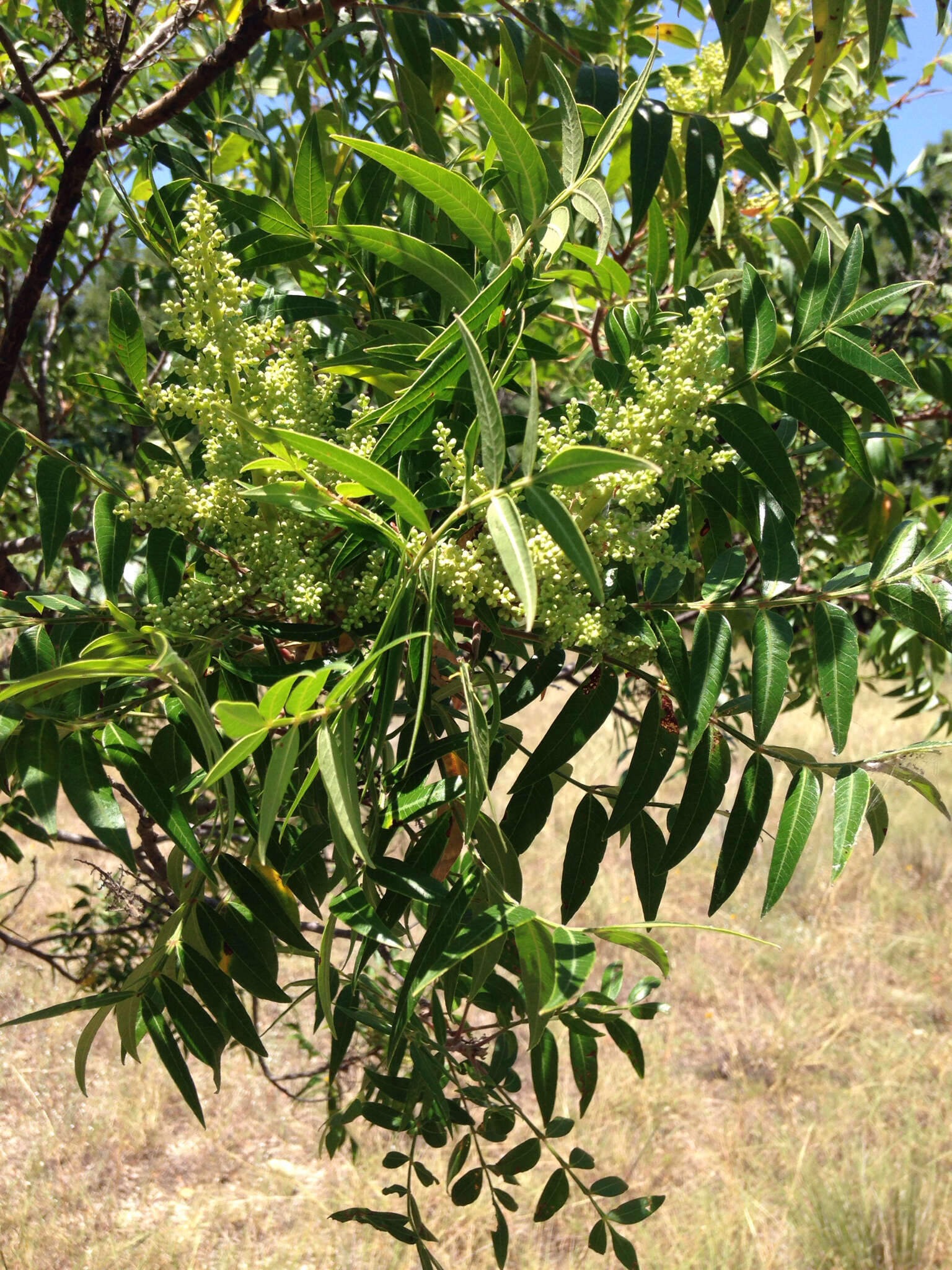 Image of prairie sumac