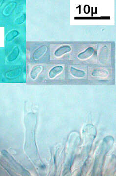 Image of Phlebia subfascicularis (Wakef.) Nakasone & Gilb. 1998