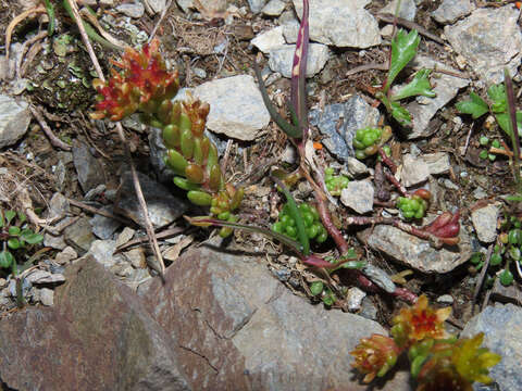 Image of Sedum alpestre Vill.