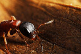 Image of Pseudomyrmex termitarius (Smith 1855)