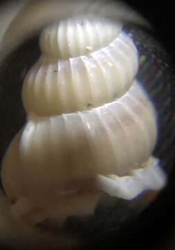 Image of <i>Gyroscala rupicola</i>