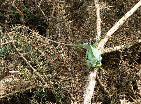 Image of Black-cheek lizard