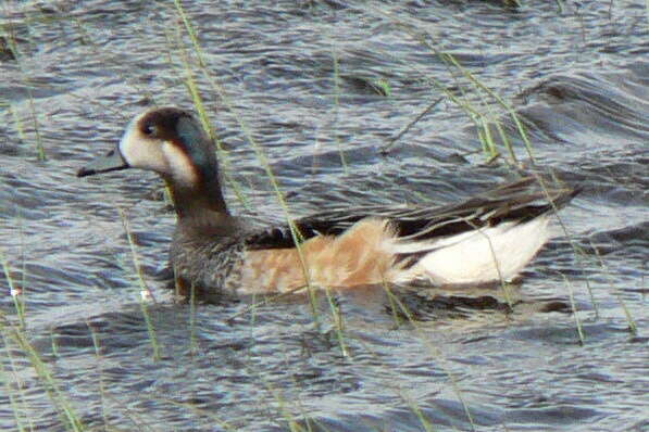 Image of Chiloe Wigeon