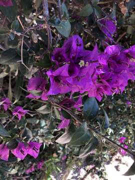 Слика од Bougainvillea glabra Choisy