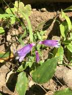 Image of Rattan's beardtongue