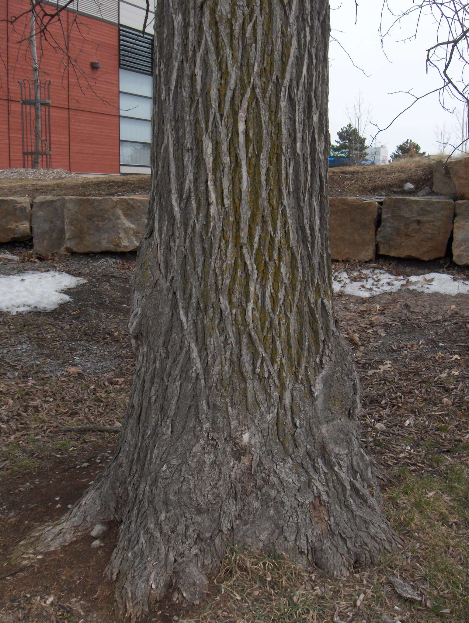 Image of cork elm