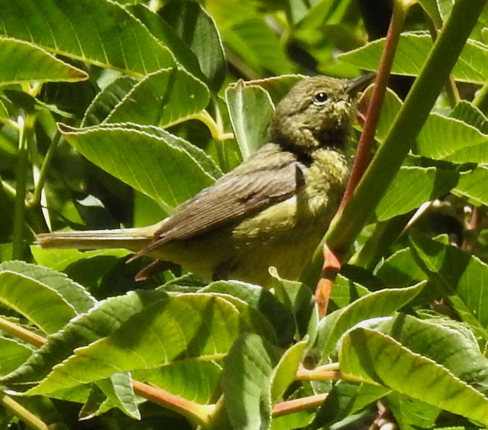 Image de Leiothlypis celata lutescens (Ridgway 1872)