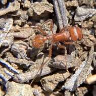 Image of Pogonomyrmex subnitidus Emery 1895