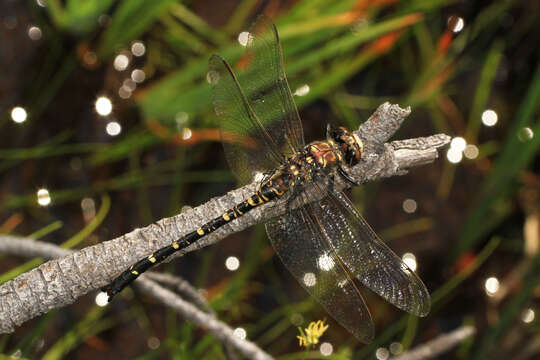 Image of Tanypteryx Kennedy 1917