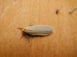 Image of buff footman