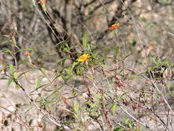 Image of Adenophyllum glandulosum (Cav.) J. L. Strother