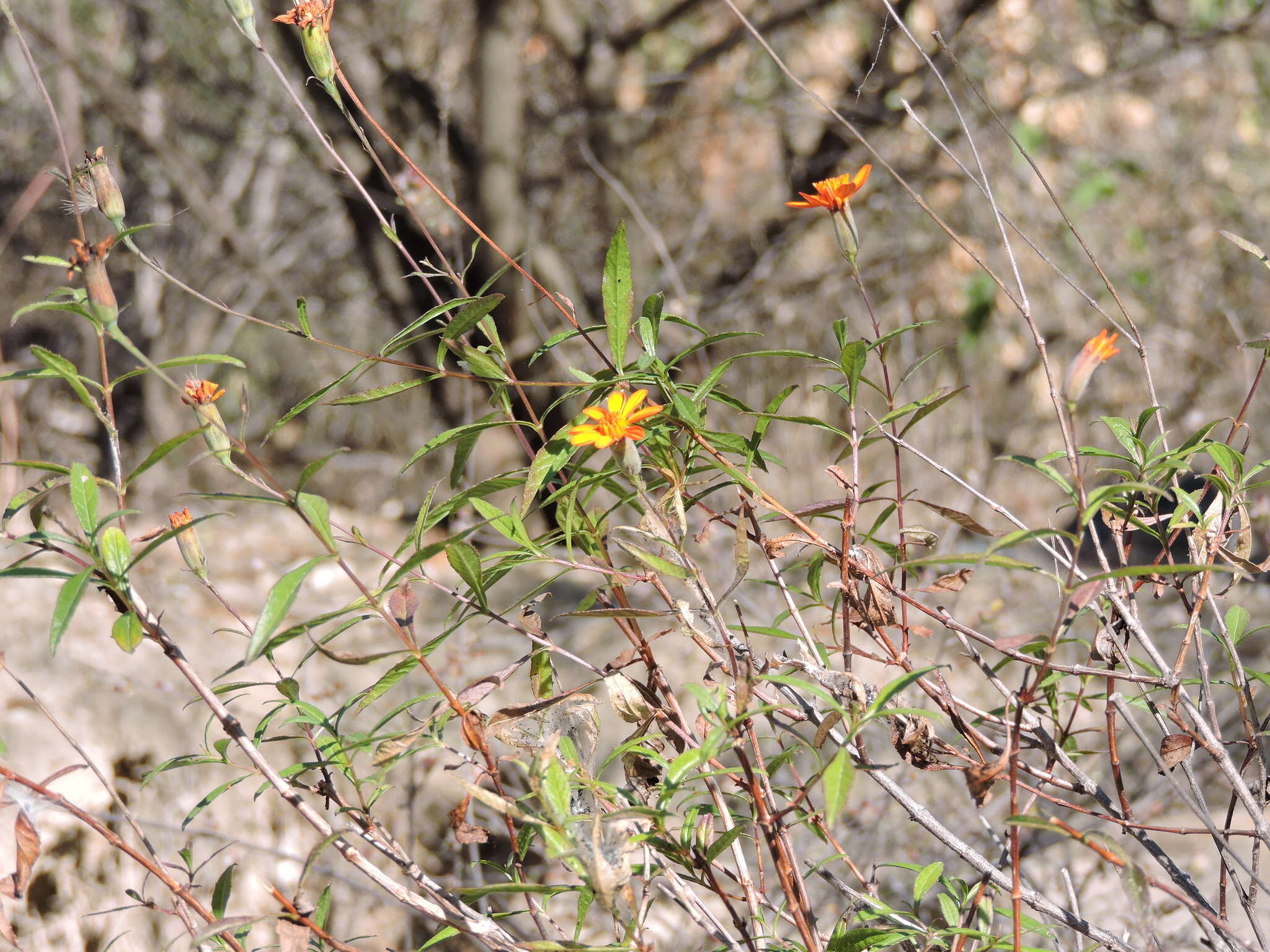 Слика од Adenophyllum glandulosum (Cav.) J. L. Strother