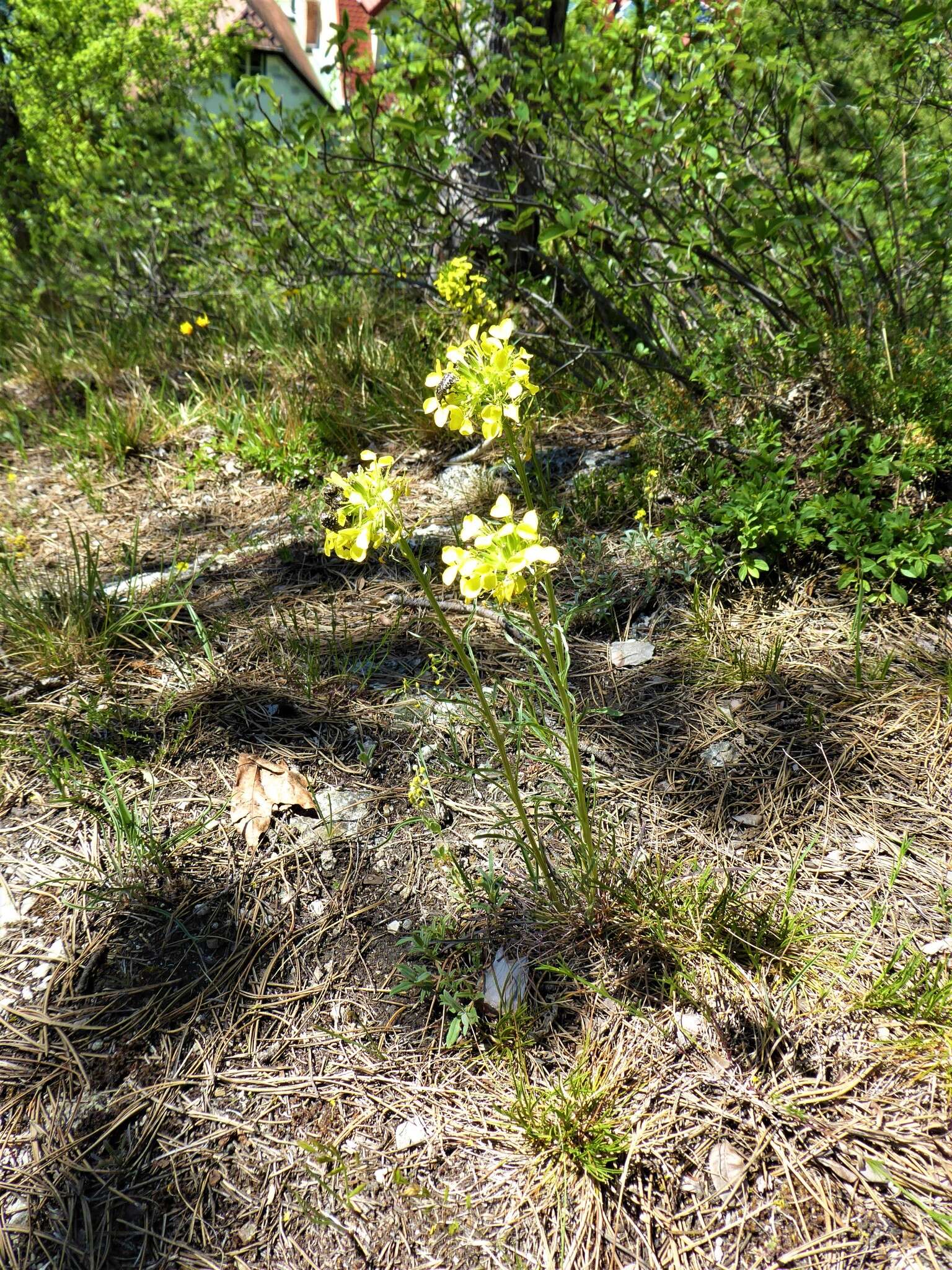 Image de Erysimum sylvestre (Crantz) Scop.