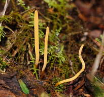 Image of Ramariopsis simplex R. H. Petersen 1988