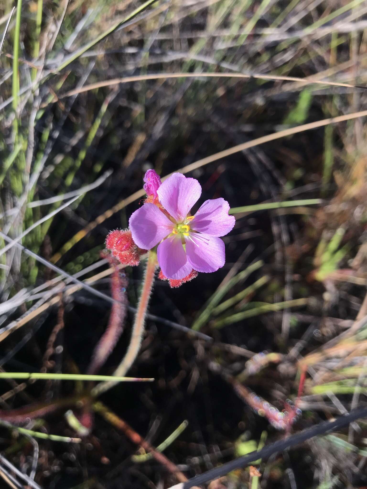 Image of Drosera graminifolia St. Hil.