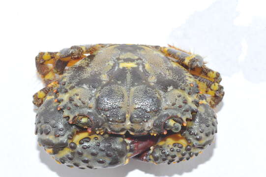 Image of warty crab