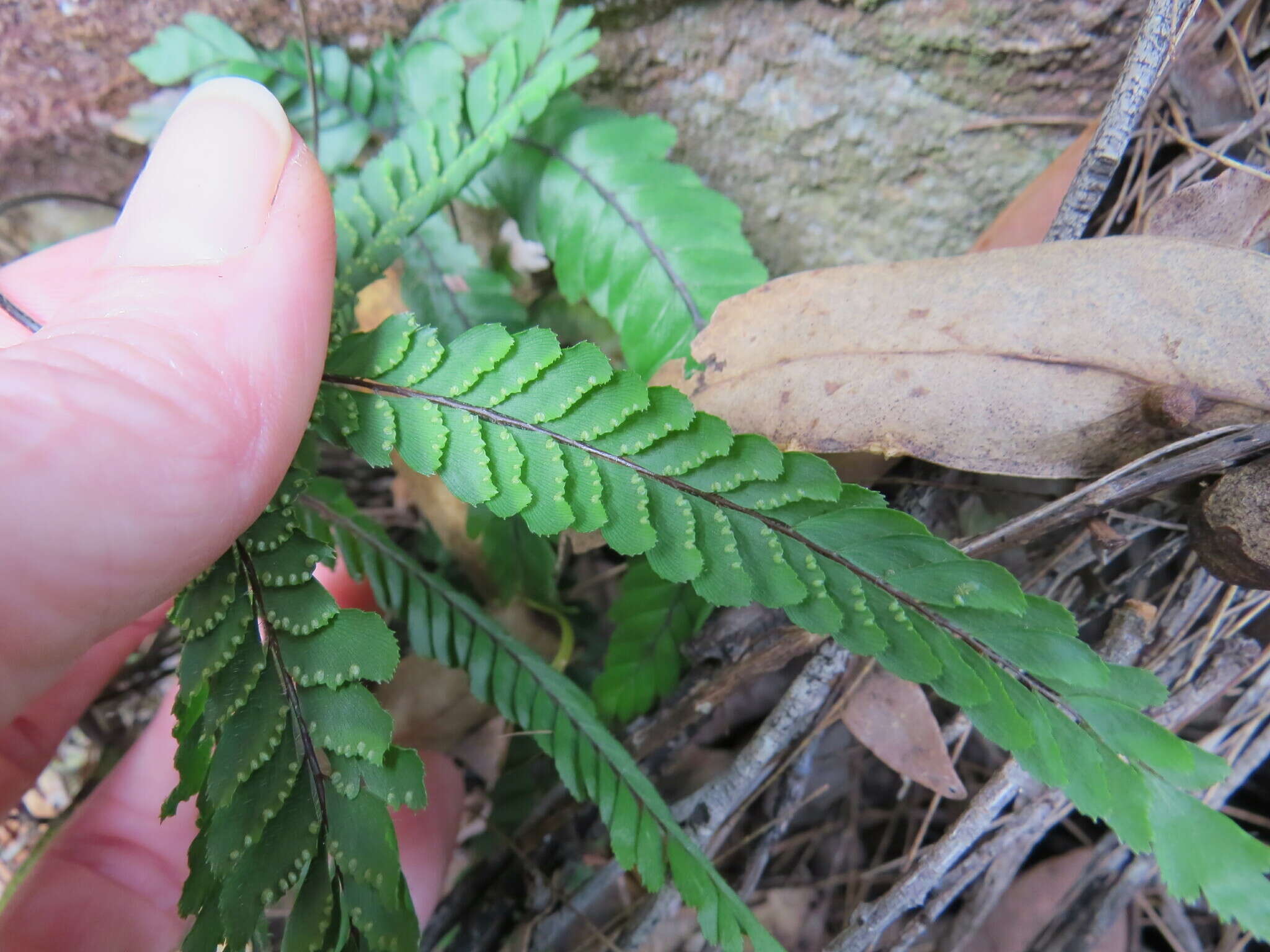 Image of Adiantum hispidulum var. hypoglaucum Domin