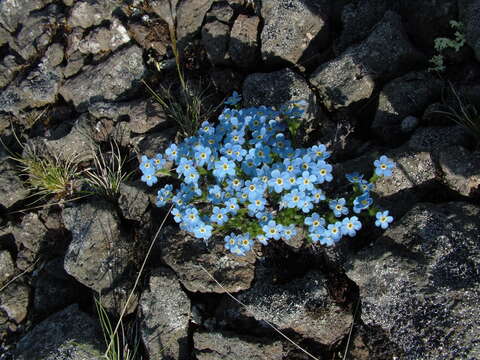 Eritrichium sericeum (Lehm.) A. DC.的圖片