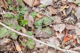 Image de Geum canadense Jacq.